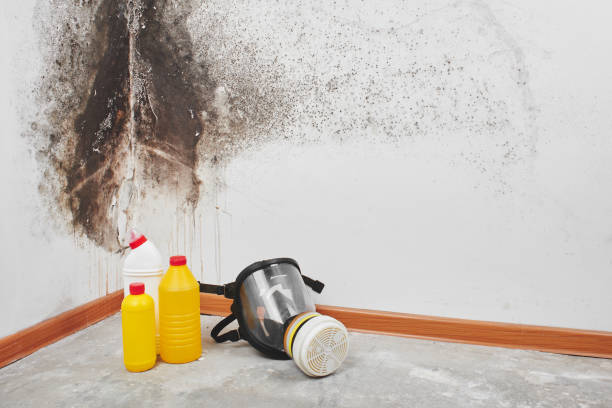 Trusted South Salt Lake, UT Mold Remediation Experts