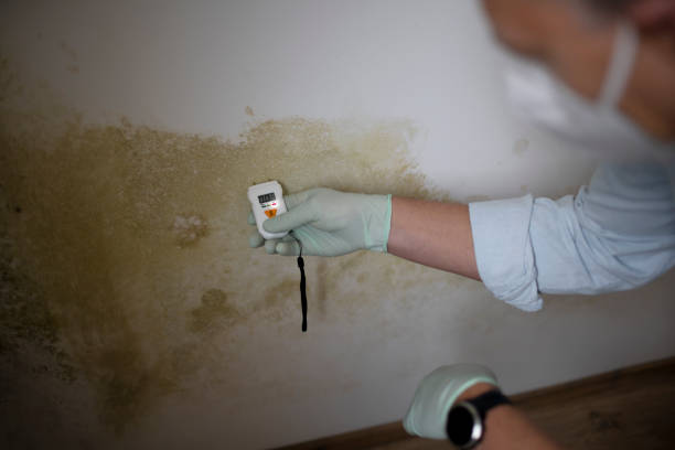 Best Mold Remediation for Specific Building Types in Soh Salt Lake, UT