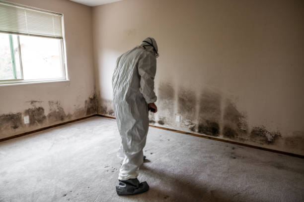 South Salt Lake, UT Mold Remediation Company