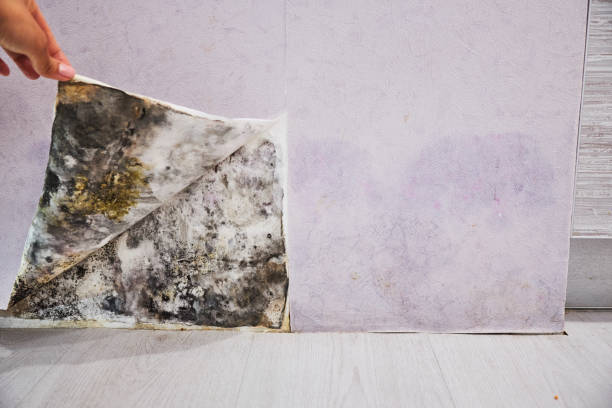 Best Health and Safety Mold Remediation in Soh Salt Lake, UT